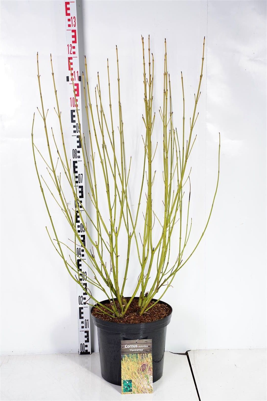 Cornus seri. &