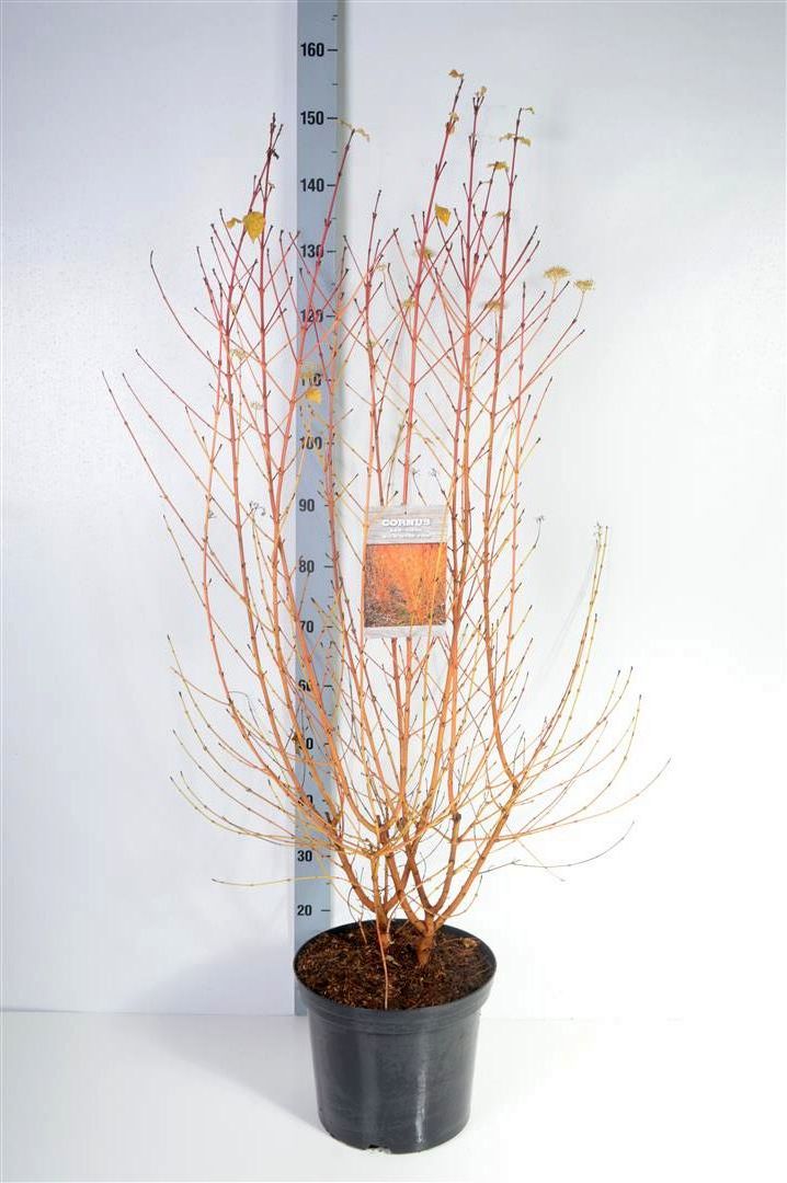 Cornus sanguinea &