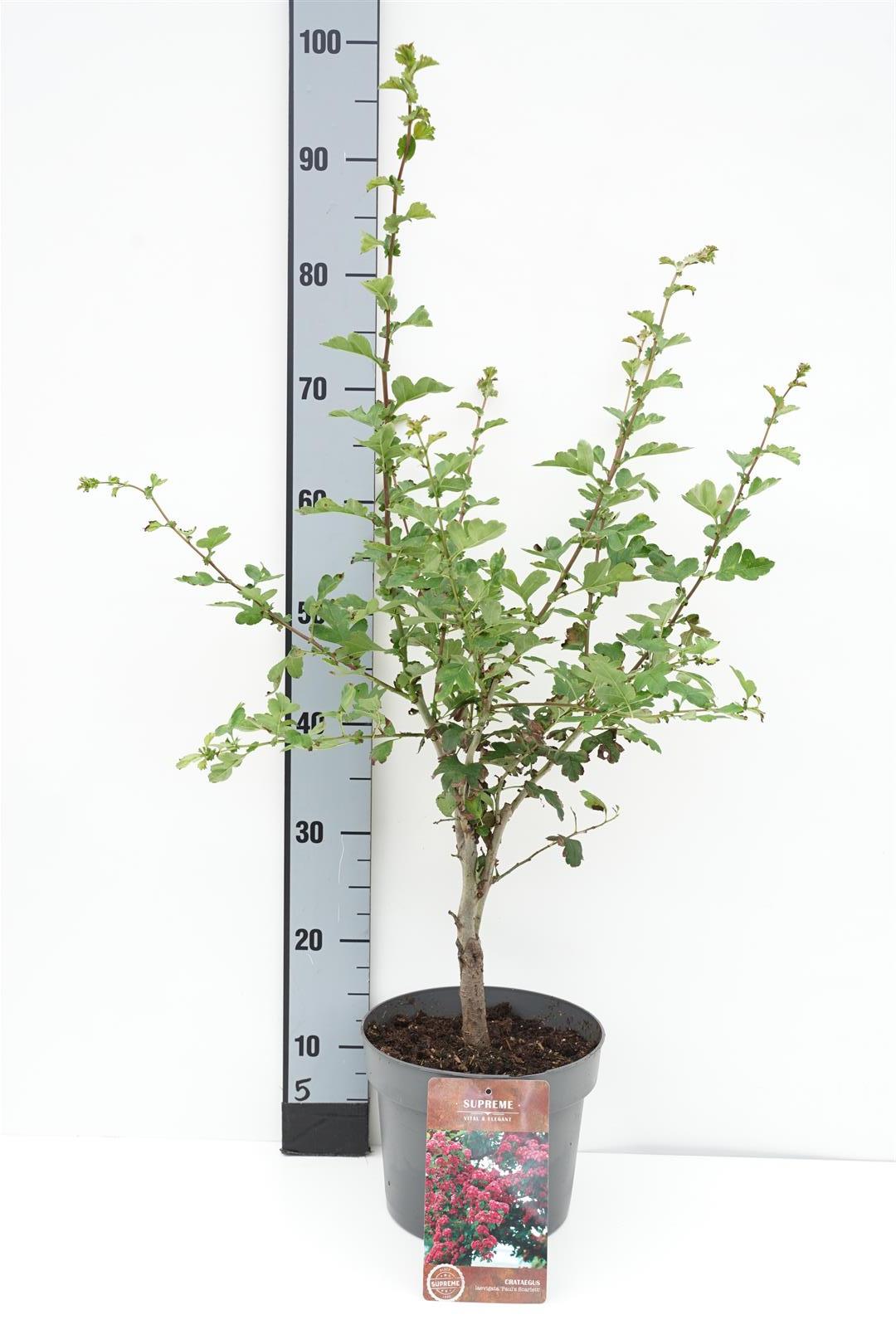 Crataegus laev. &