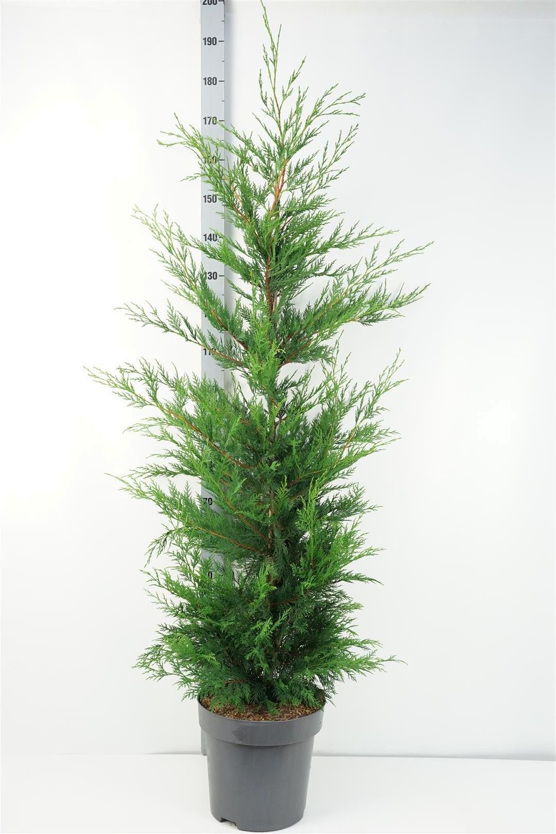 Cupressocyparis leylandii C12 (12 liters kruka) 175-200 cm