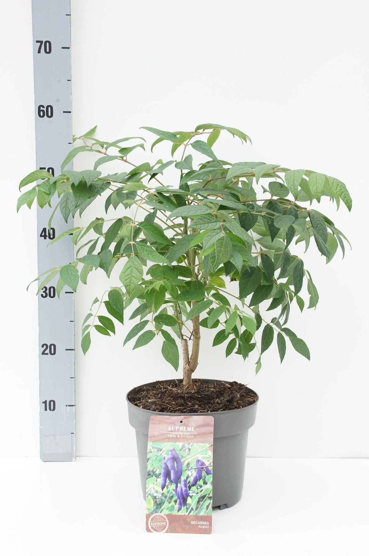 Decaisnea fargesii C4 (4 liters kruka) 40-60 cm