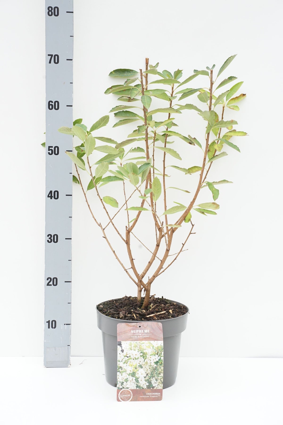 Exochorda rac. &
