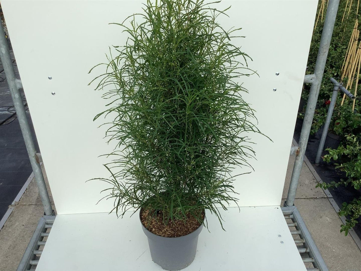 Frangula alnus &