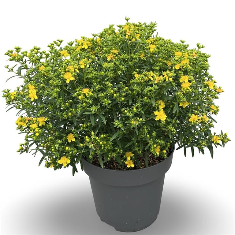 Hypericum kalm. &