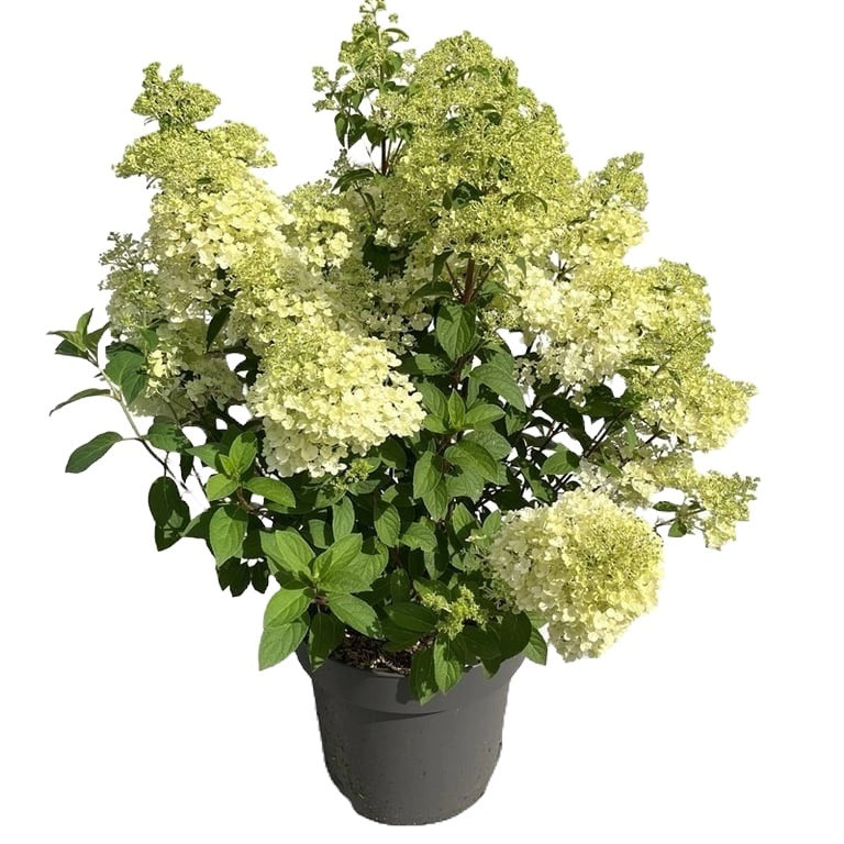 Hydrangea paniculata &