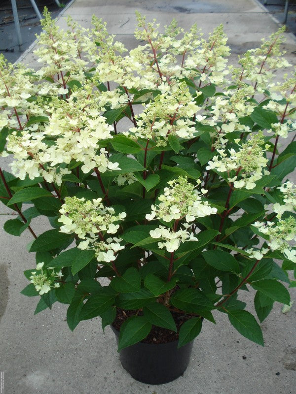 Hydrangea paniculata &