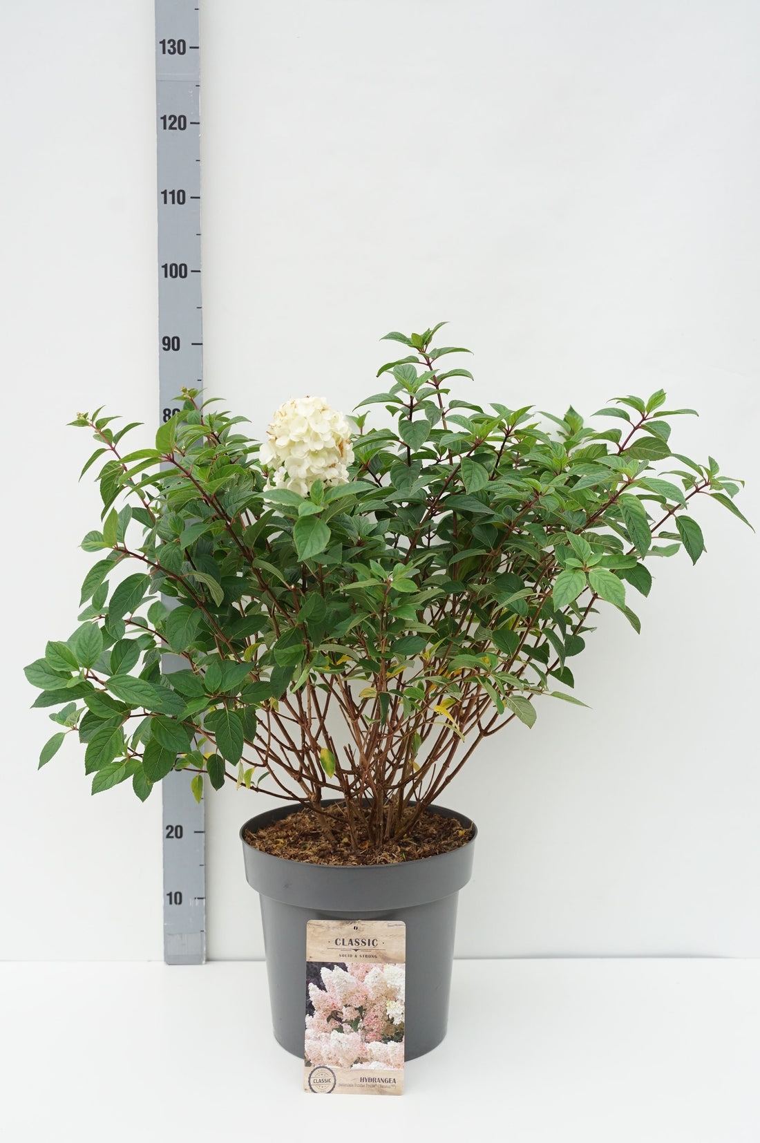 Vipphortensia Hydrangea pan. &