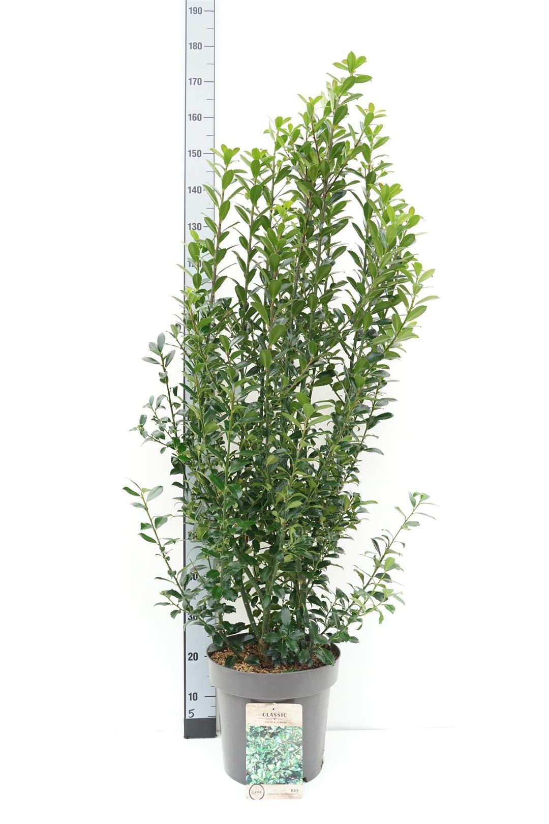 Ilex meserveae &