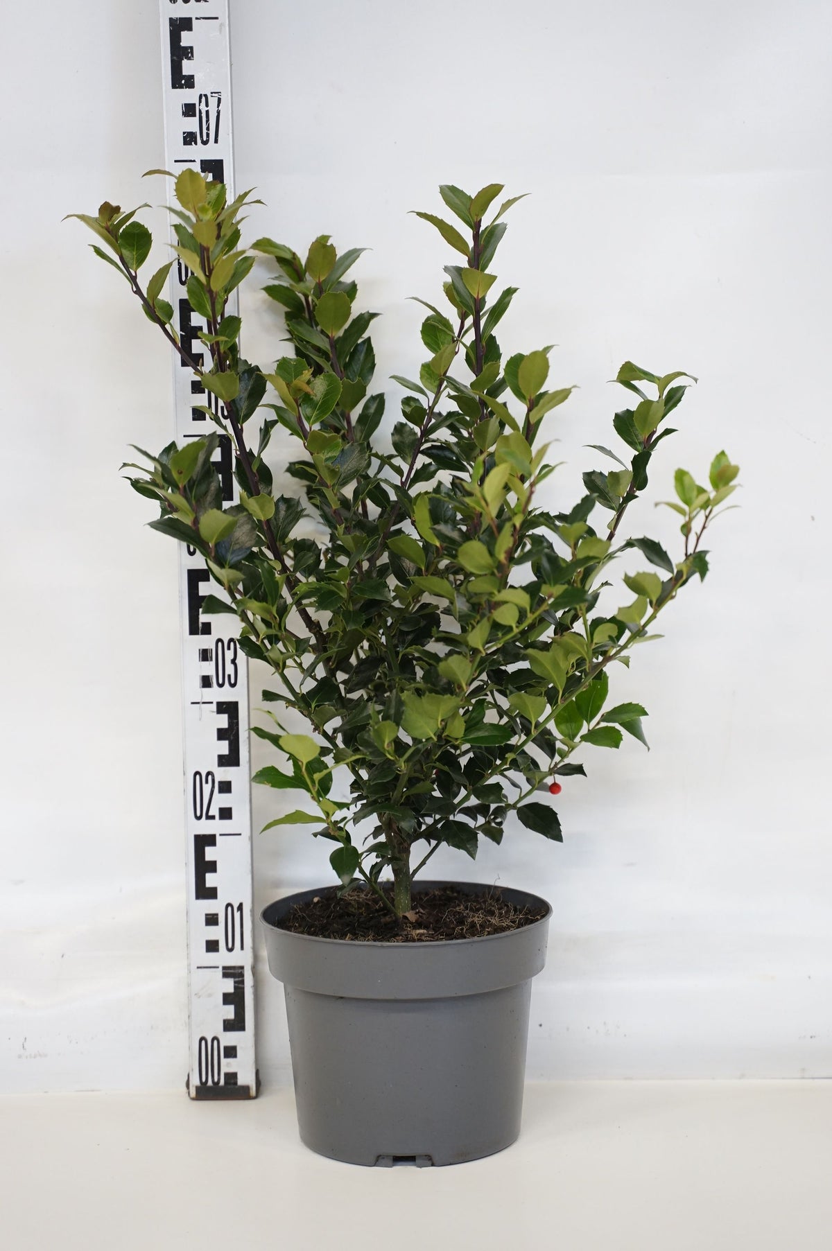 Ilex meserveae &