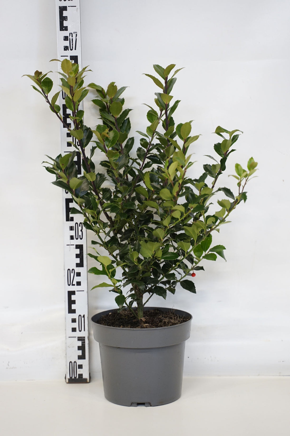 Ilex meserveae &