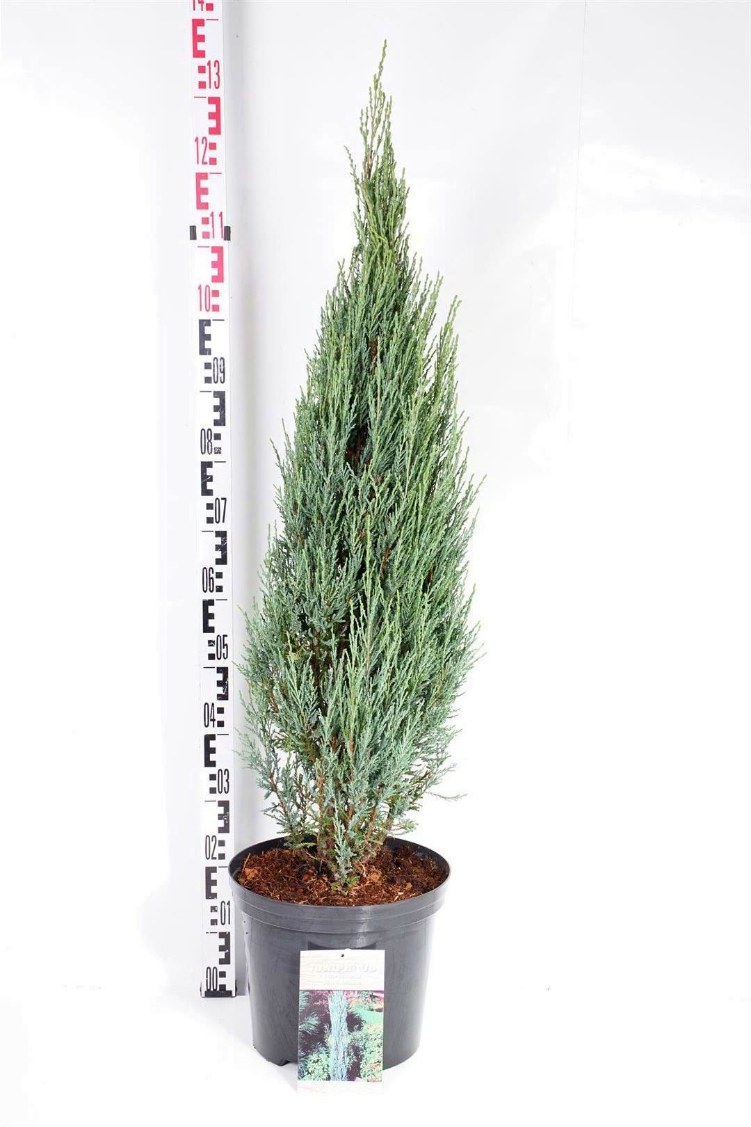 Juniperus scop. &