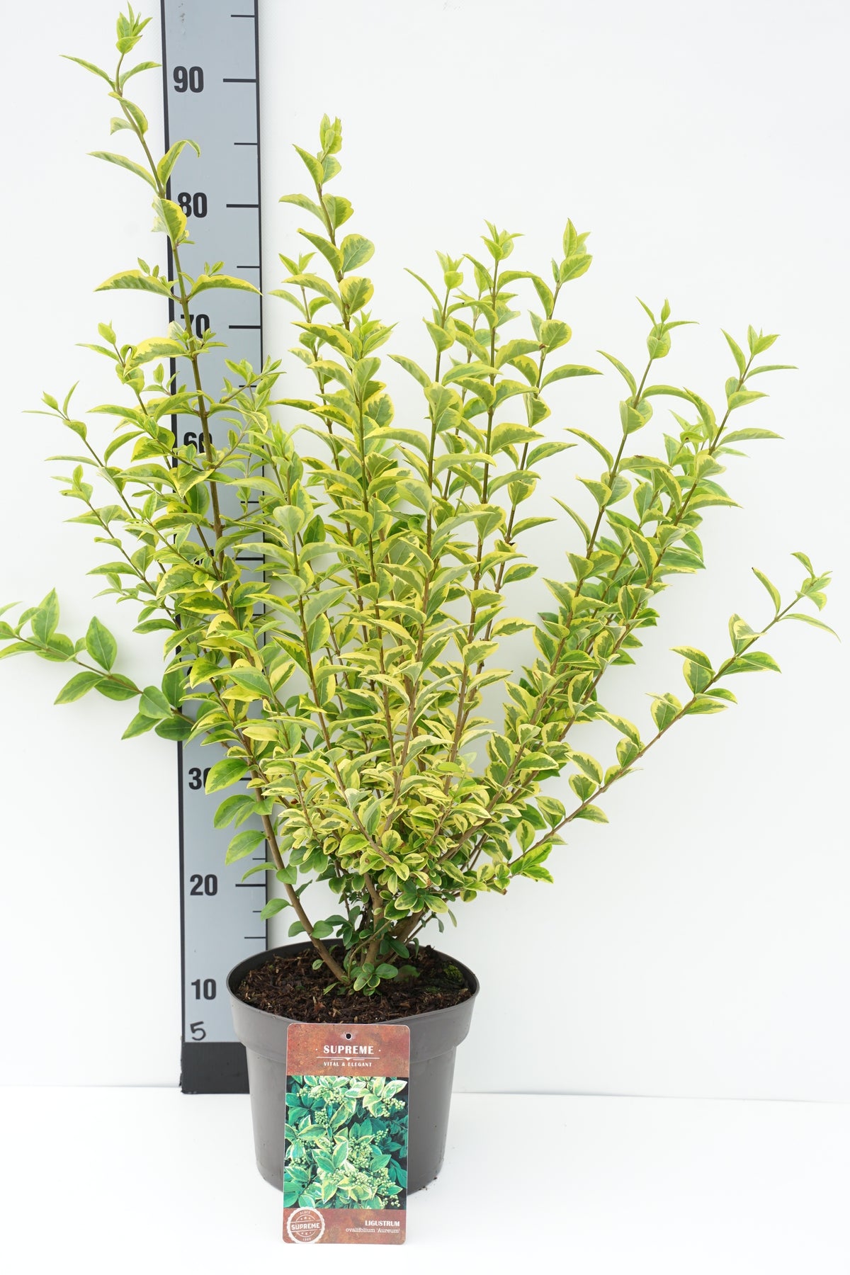 Ligustrum ovalifolium &