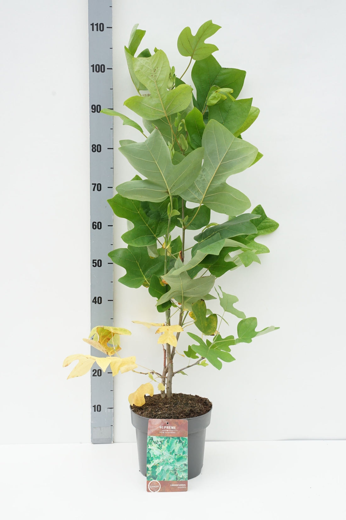Liriodendron tulipifera 18-20 cm Högstam (rotklump med trådkorg)