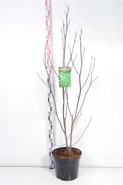 Liriodendron tulipifera C12 (12 liters kruka) 100-125 cm