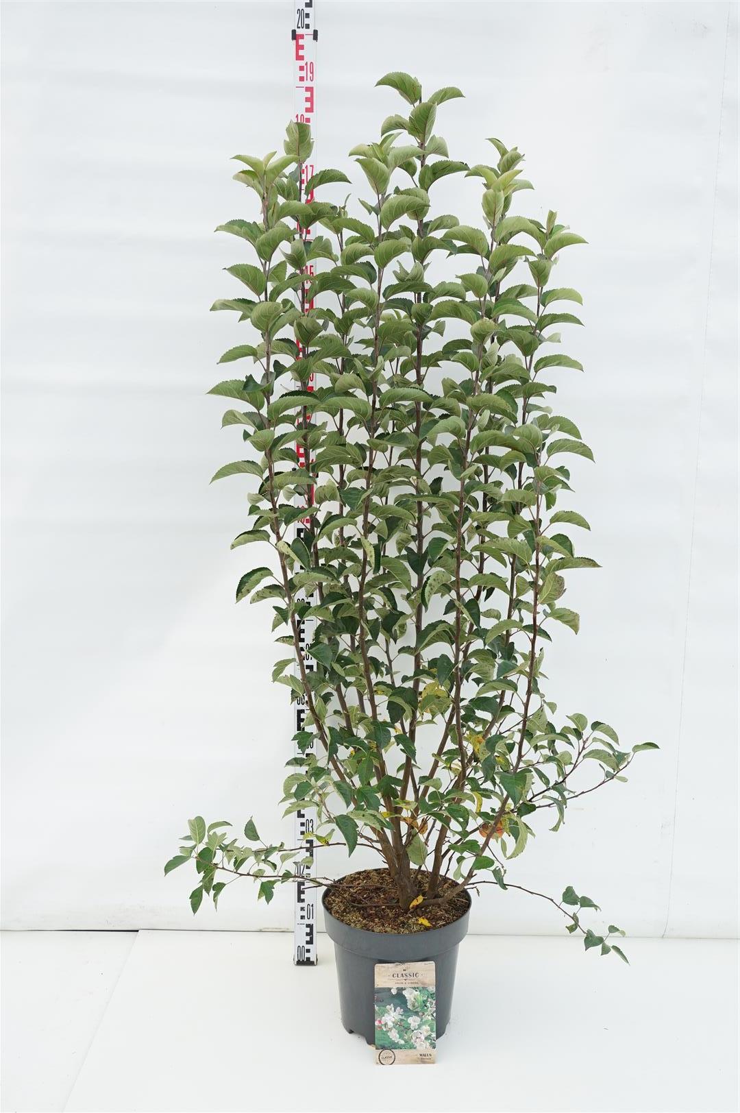 Malus &