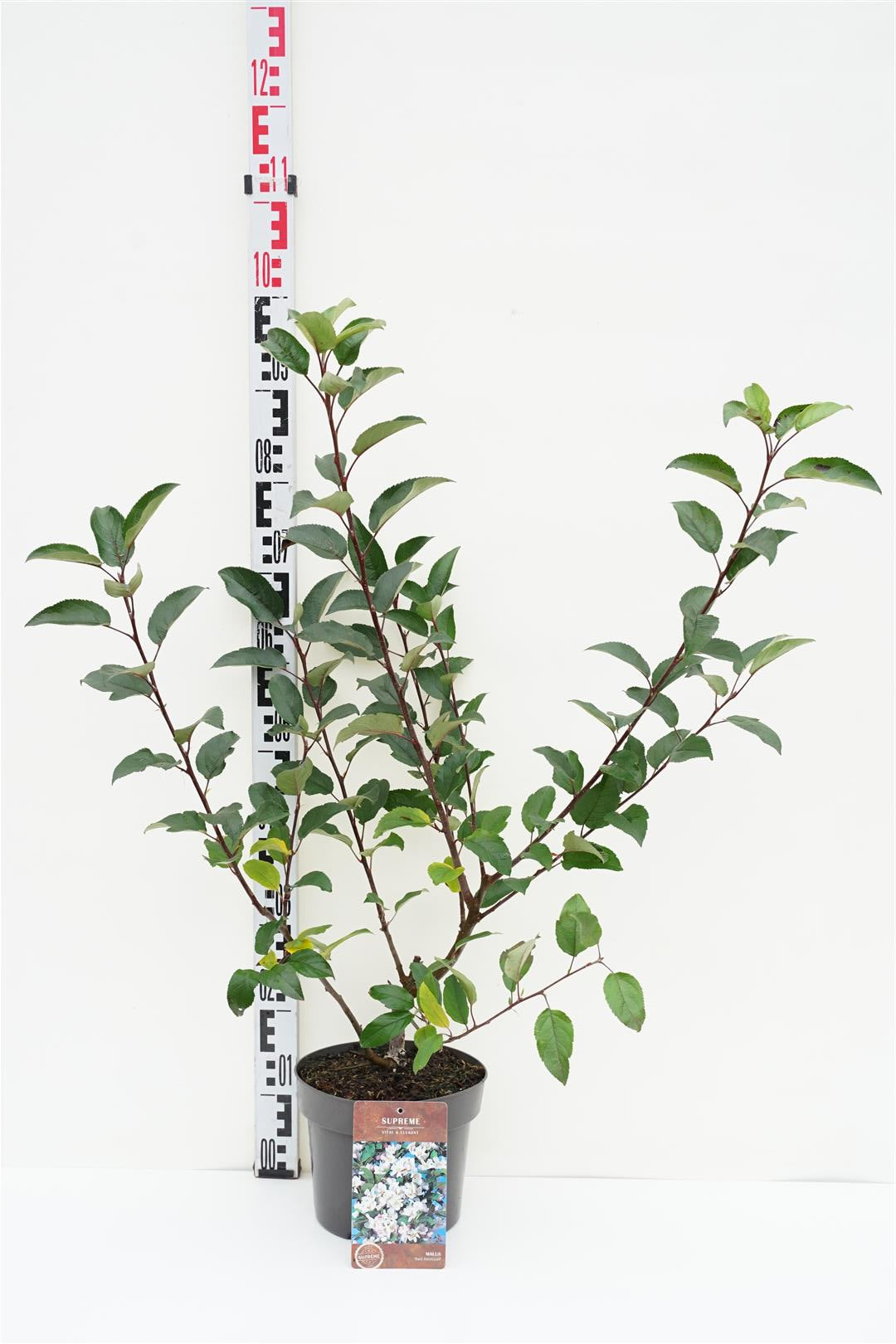 Malus &