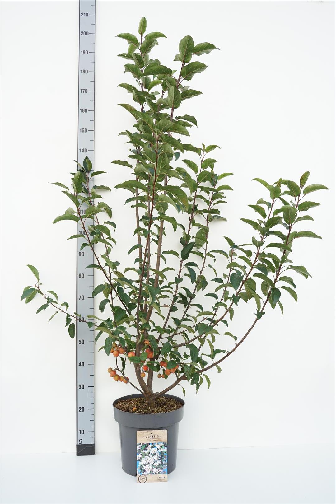 Malus &