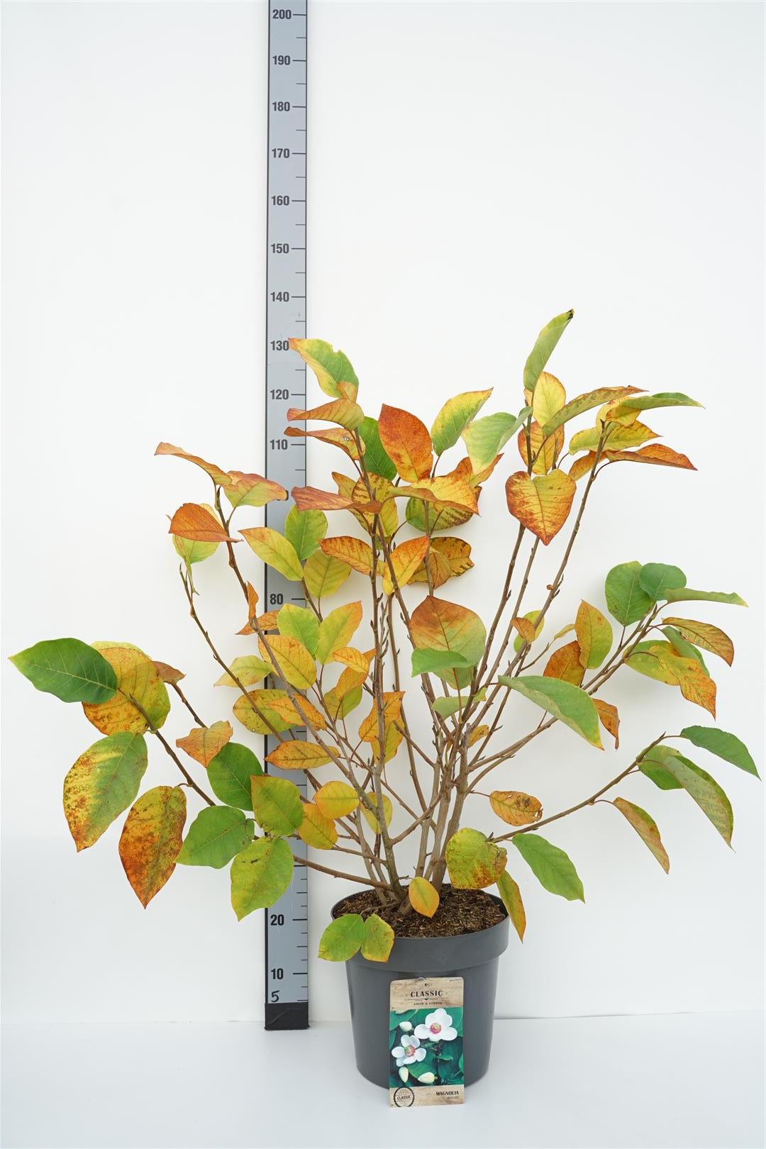 Magnolia sieboldii 80-100 cm rotklump