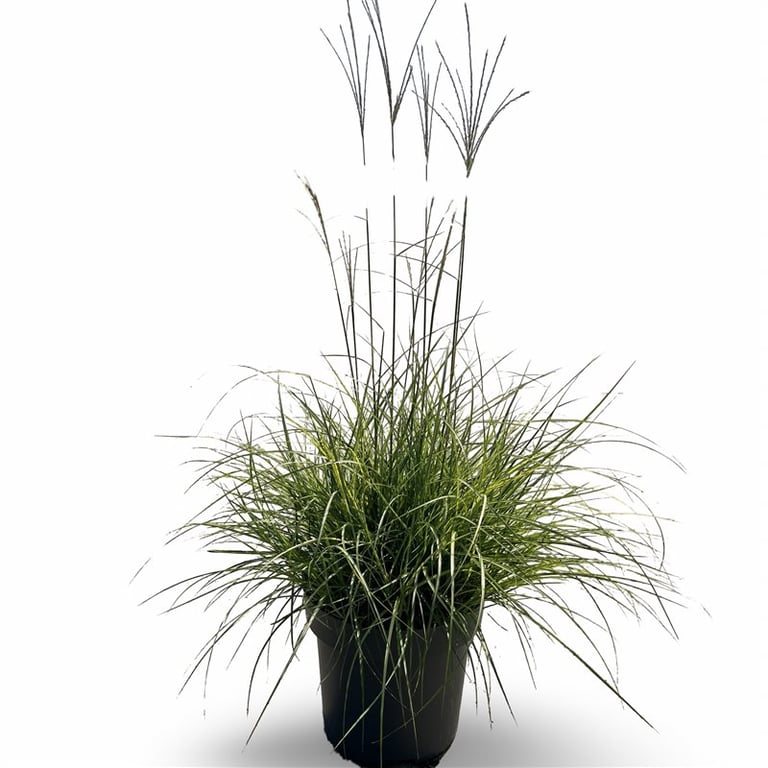 Miscanthus sinensis &