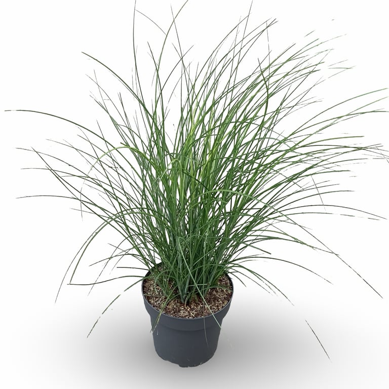 Miscanthus sinensis &
