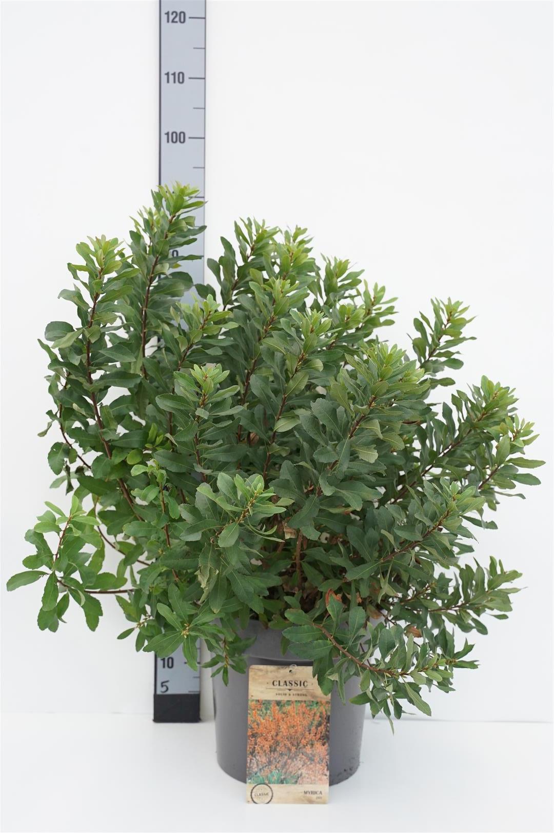 Myrica gale 50-60 cm C12 (12 liters kruka)