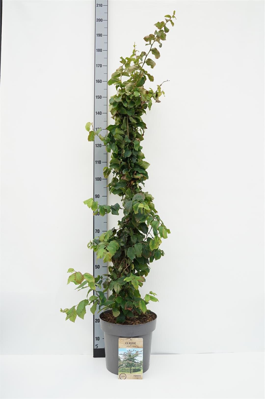 Parrotia persica C20 (20 liters kruka) 250-300 cm