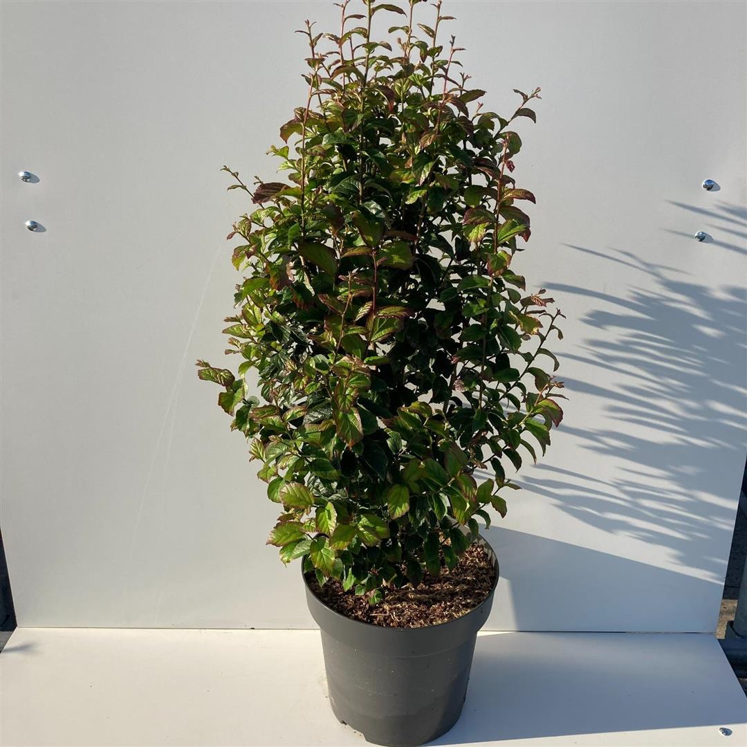 Parrotia persica &
