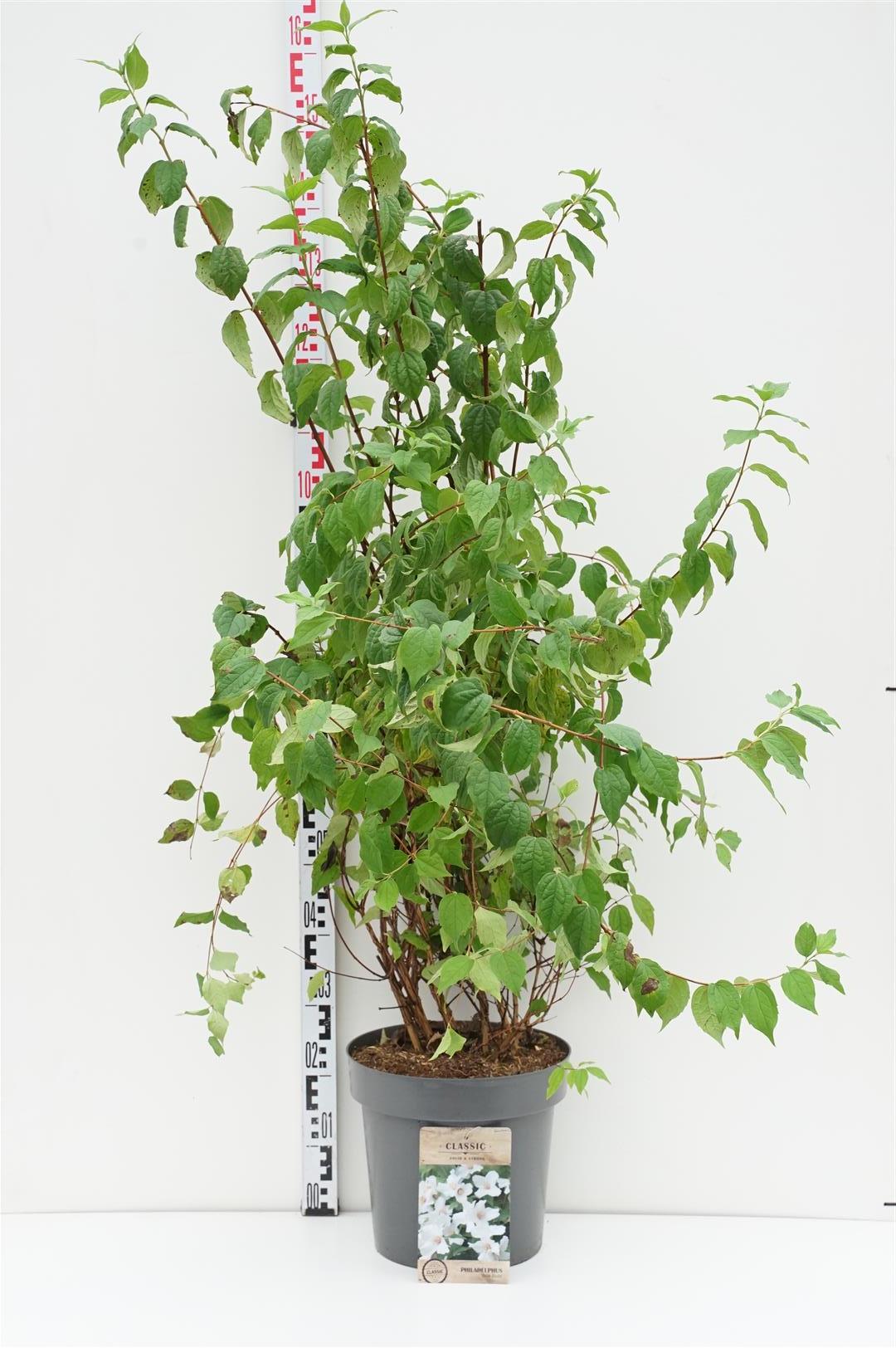 Philadelphus &