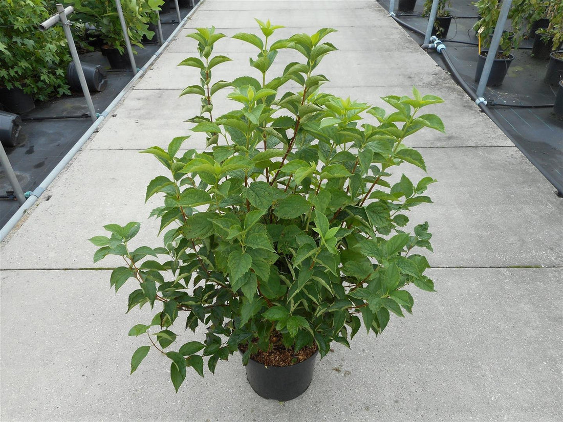 Philadelphus coronarius C12 (12 liters kruka) 80-100 cm