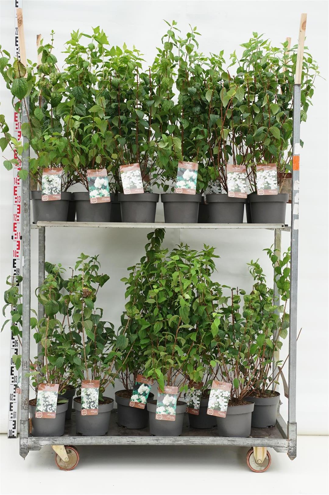 Philadelphus i sorter C4 (4 liters kruka) 40-60 cm
