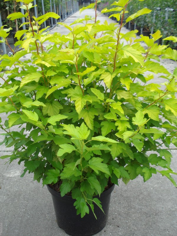 Physocarpus op. &