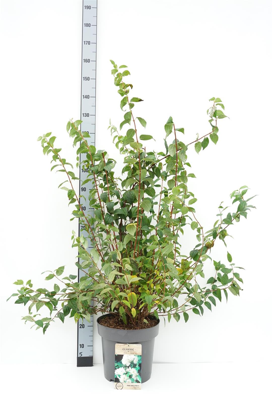 Philadelphus &