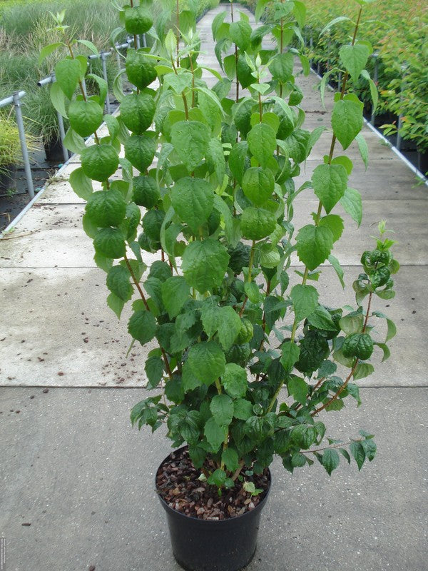 Philadelphus &