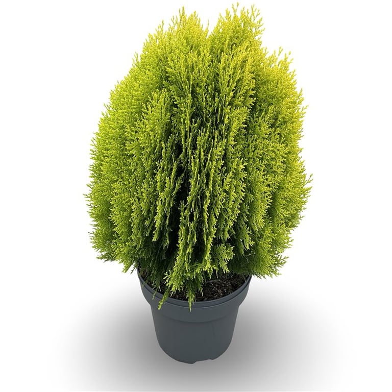Platycladus orientalis &