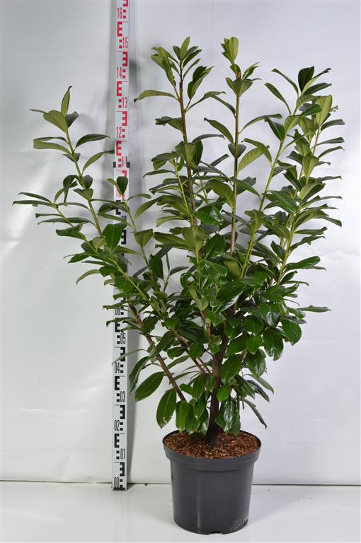 Prunus laurocerasus &