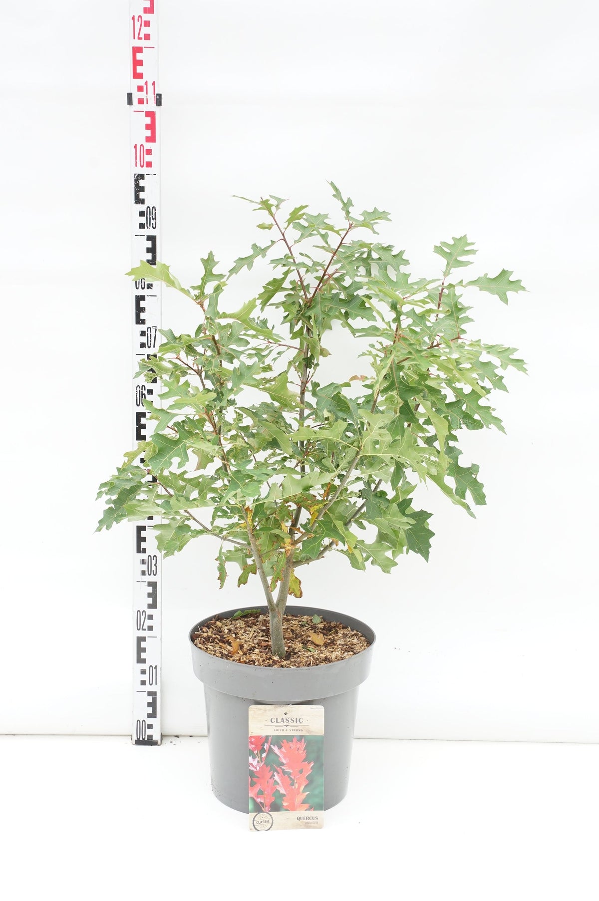 Quercus palustris högstam 18-20 cm, rotklump