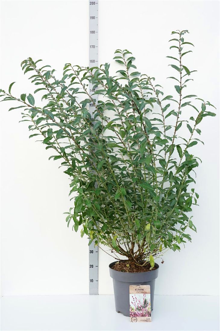 Salix chaen. &