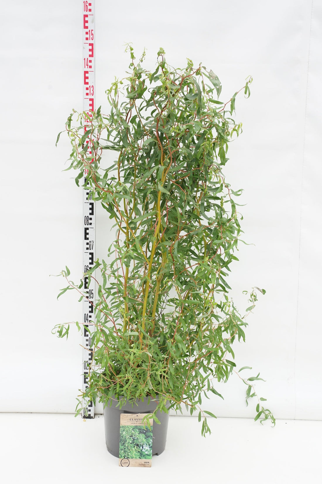 Salix &