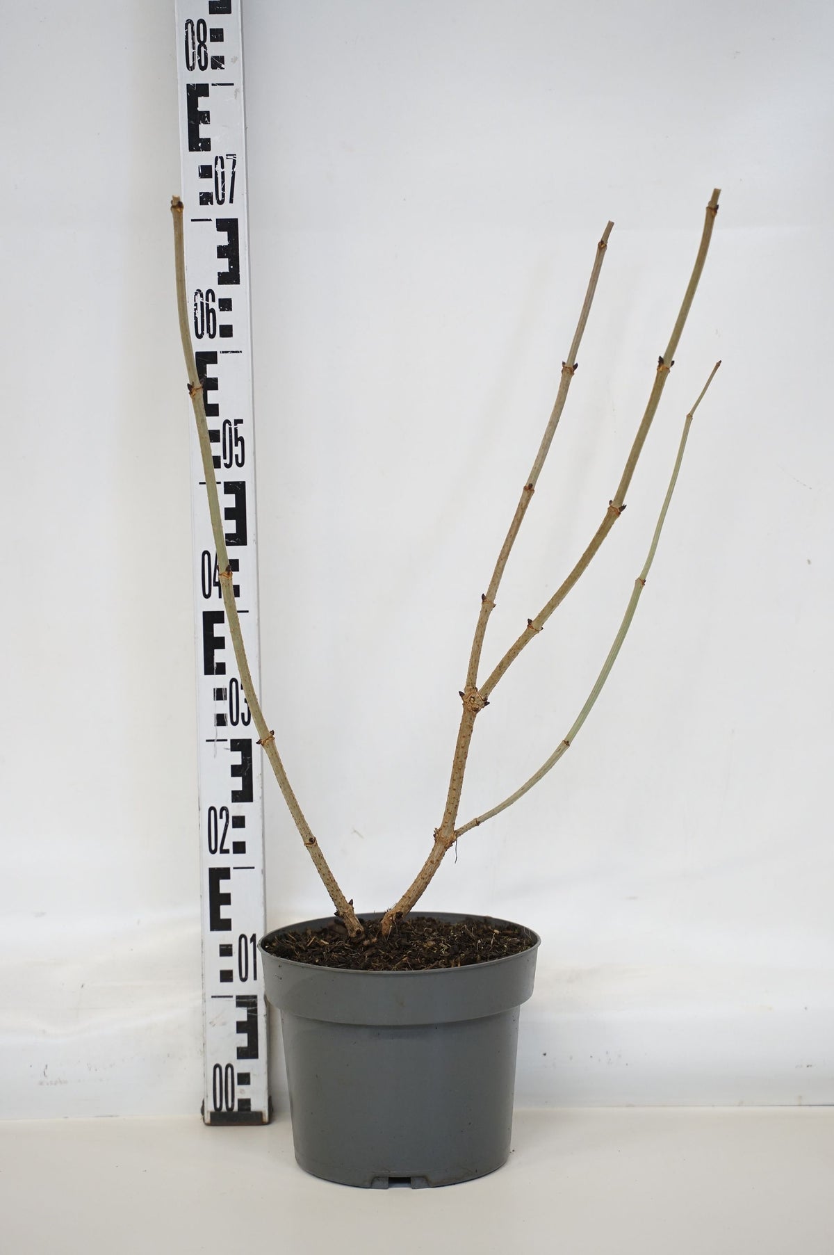 Sambucus nigra &