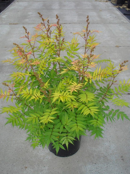 Sorbaria sorbifolia &