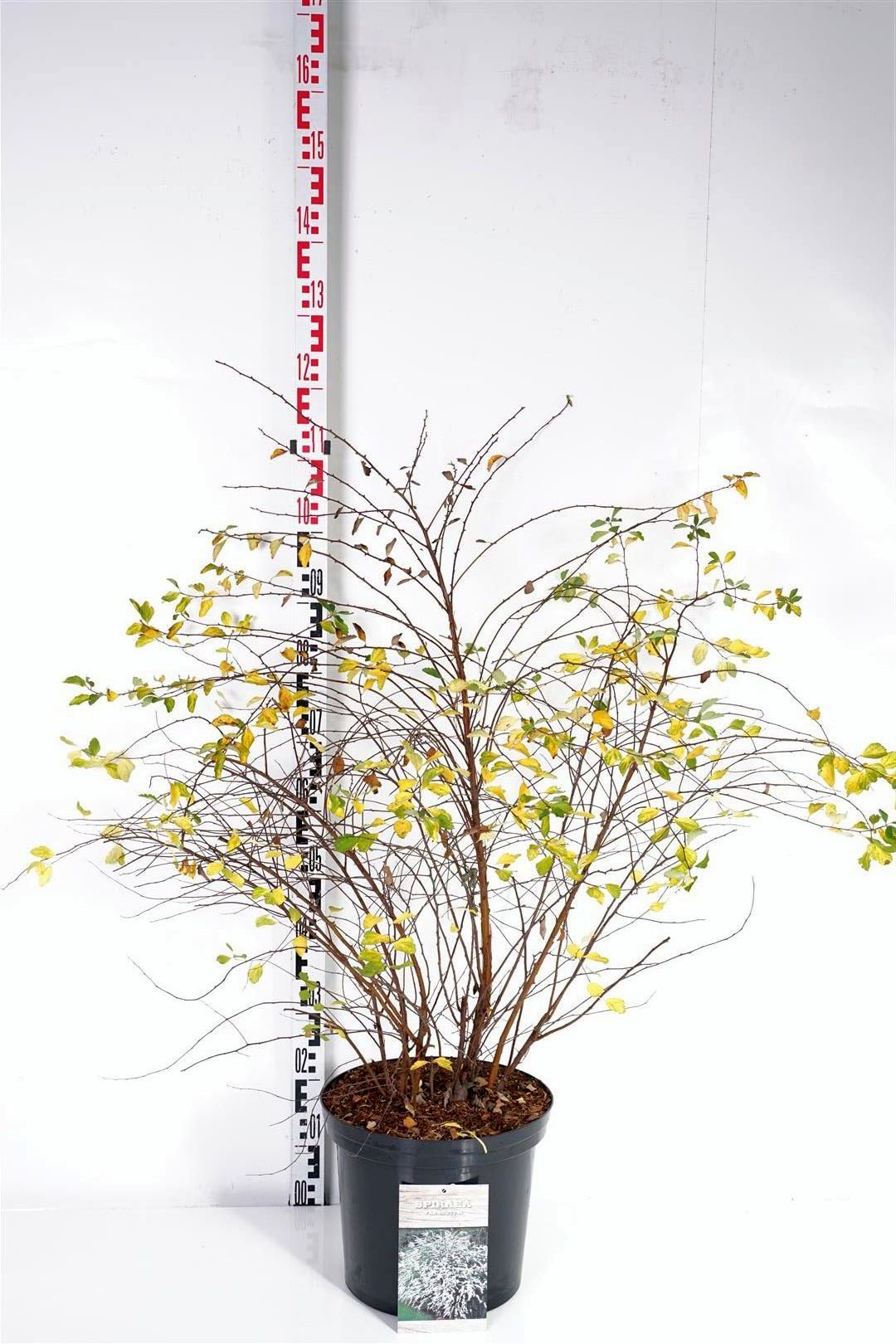 Spiraea vanhouttei C12 (12 liters kruka) 80-100 cm