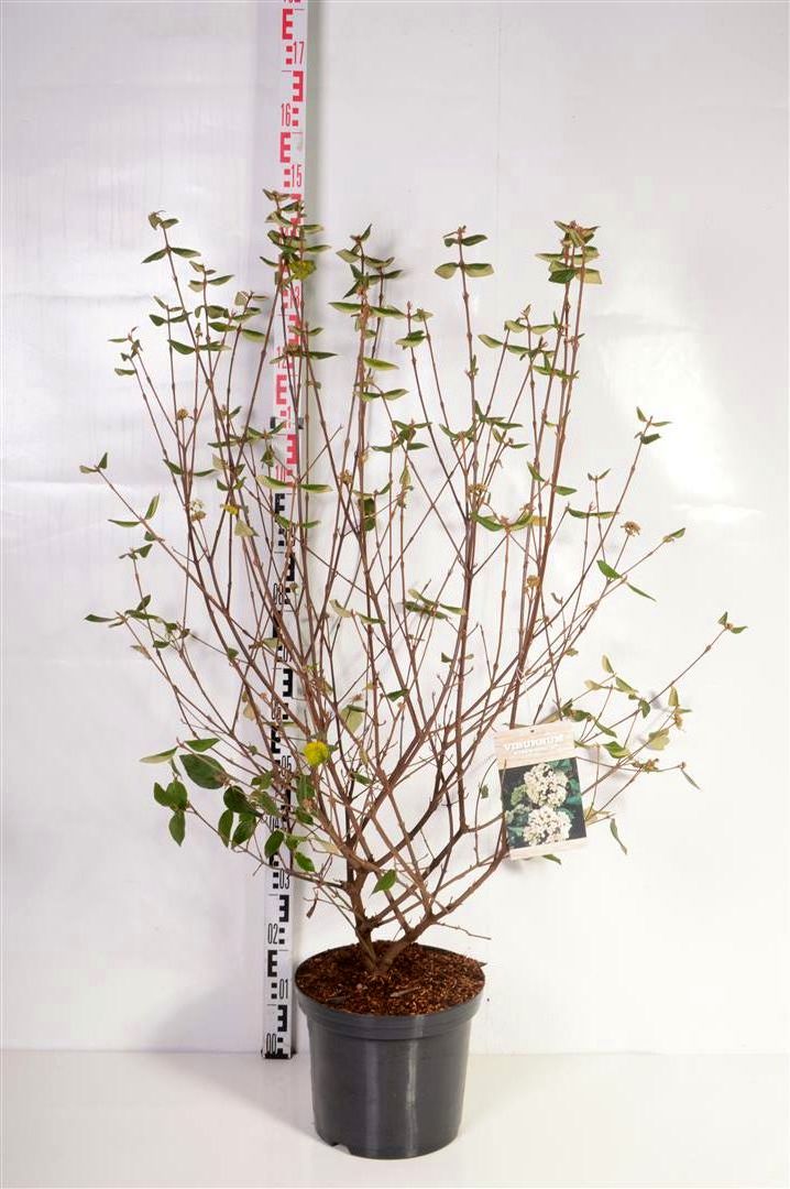 Viburnum burkwoodii C12 (12 liters kruka) 80-100 cm