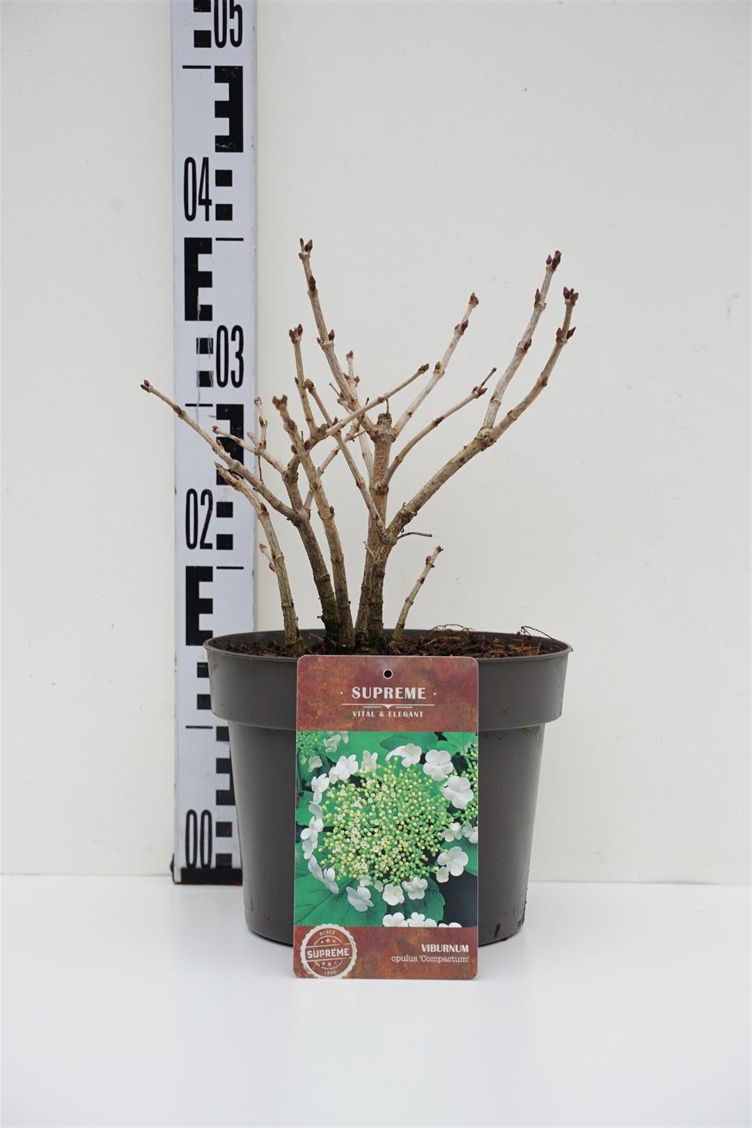 Viburnum opulus &