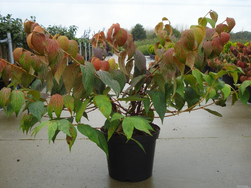 Viburnum plicatum &