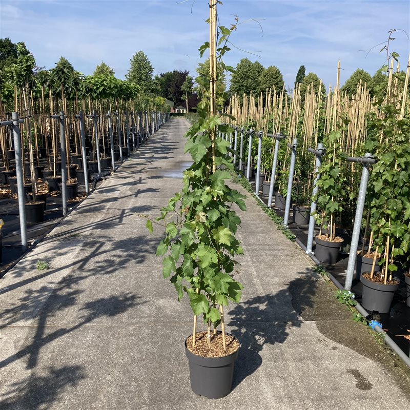 Vitis &