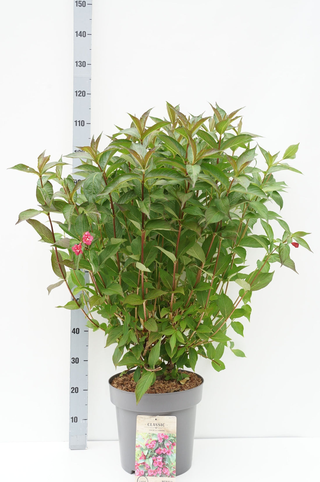 Weigela &