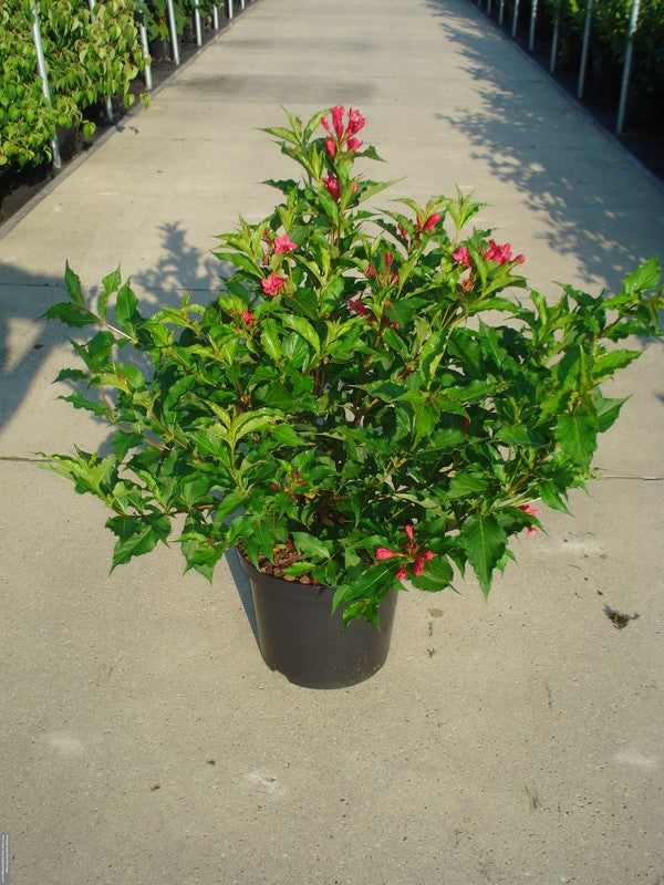 Weigela &