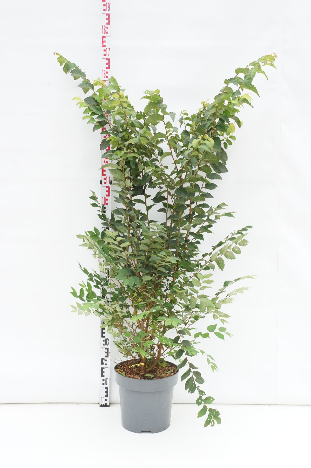 Zelkova serrata C12 (12 liters kruka) 100-125 cm
