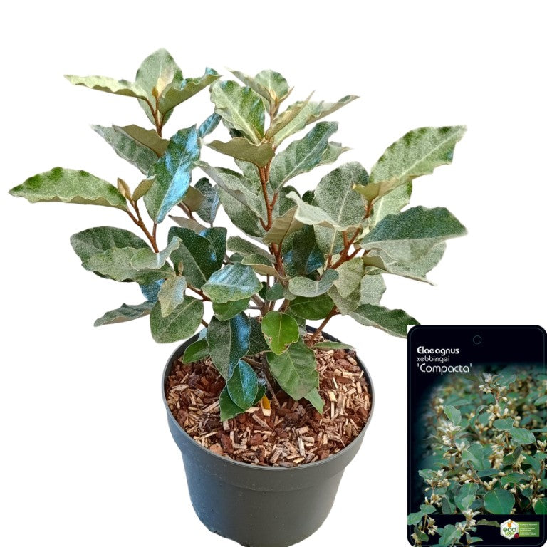Elaeagnus ebb. &