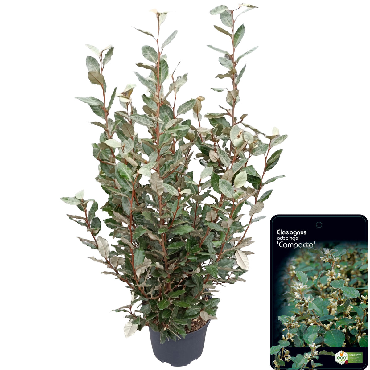 Elaeagnus ebbingei &